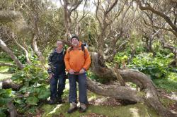 Kevin and Charles in stunted rata forest: Inside the stunted rata forest on Enderby Island